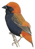 Zanzibar Red Bishop Illustration