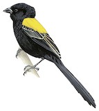 Yellow-mantled Widowbird Illustration