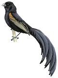 Jackson's Widowbird Illustration