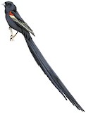 Long-tailed Widowbird Illustration