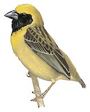 Bob-tailed Weaver Illustration