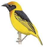 Black-chinned Weaver Illustration