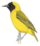 Slender-billed Weaver Illustration