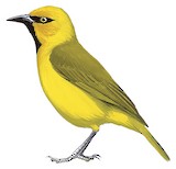 Spectacled Weaver Illustration