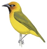 Olive-naped Weaver Illustration