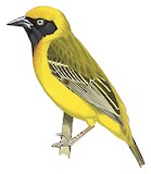 Heuglin's Masked Weaver Illustration