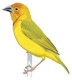 Golden Palm Weaver Illustration