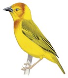 Taveta Weaver Illustration