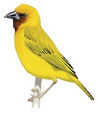 Southern Brown-throated Weaver Illustration