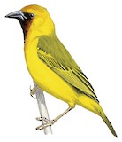 Kilombero Weaver Illustration