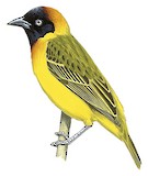 Lesser Masked Weaver Illustration