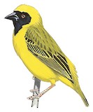 Southern Masked Weaver Illustration