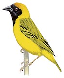 Katanga Masked Weaver Illustration