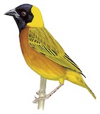 Lufira Masked Weaver Illustration