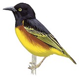 Weyns's Weaver Illustration