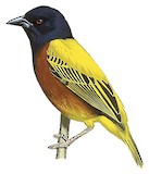 Golden-backed Weaver Illustration