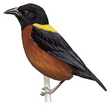 Yellow-mantled Weaver Illustration