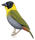 Nelicourvi Weaver Illustration