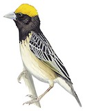 Black-breasted Weaver Illustration