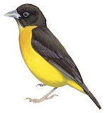 Dark-backed Weaver Illustration