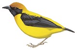 Preuss's Weaver Illustration