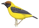 Brown-capped Weaver Illustration