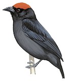 Red-crowned Malimbe Illustration