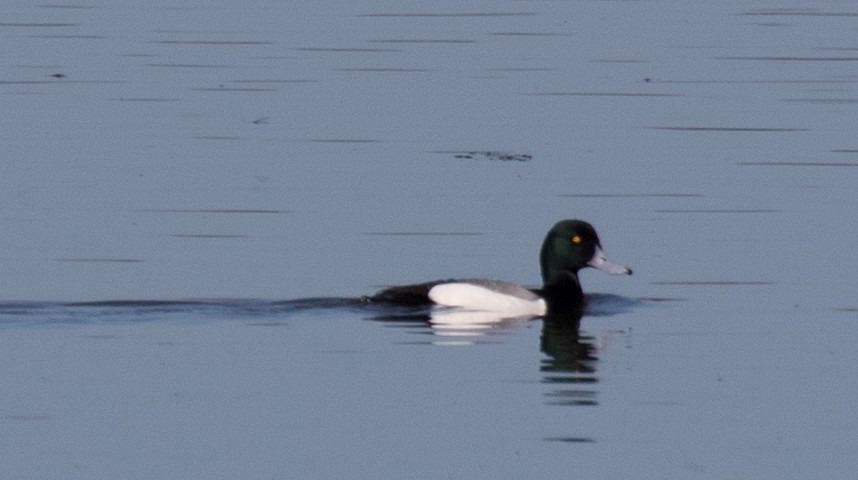Greater Scaup - ML153546721