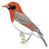 Red-headed Weaver Illustration