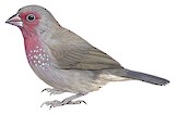 Brown Firefinch Illustration