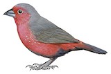 Mali Firefinch Illustration