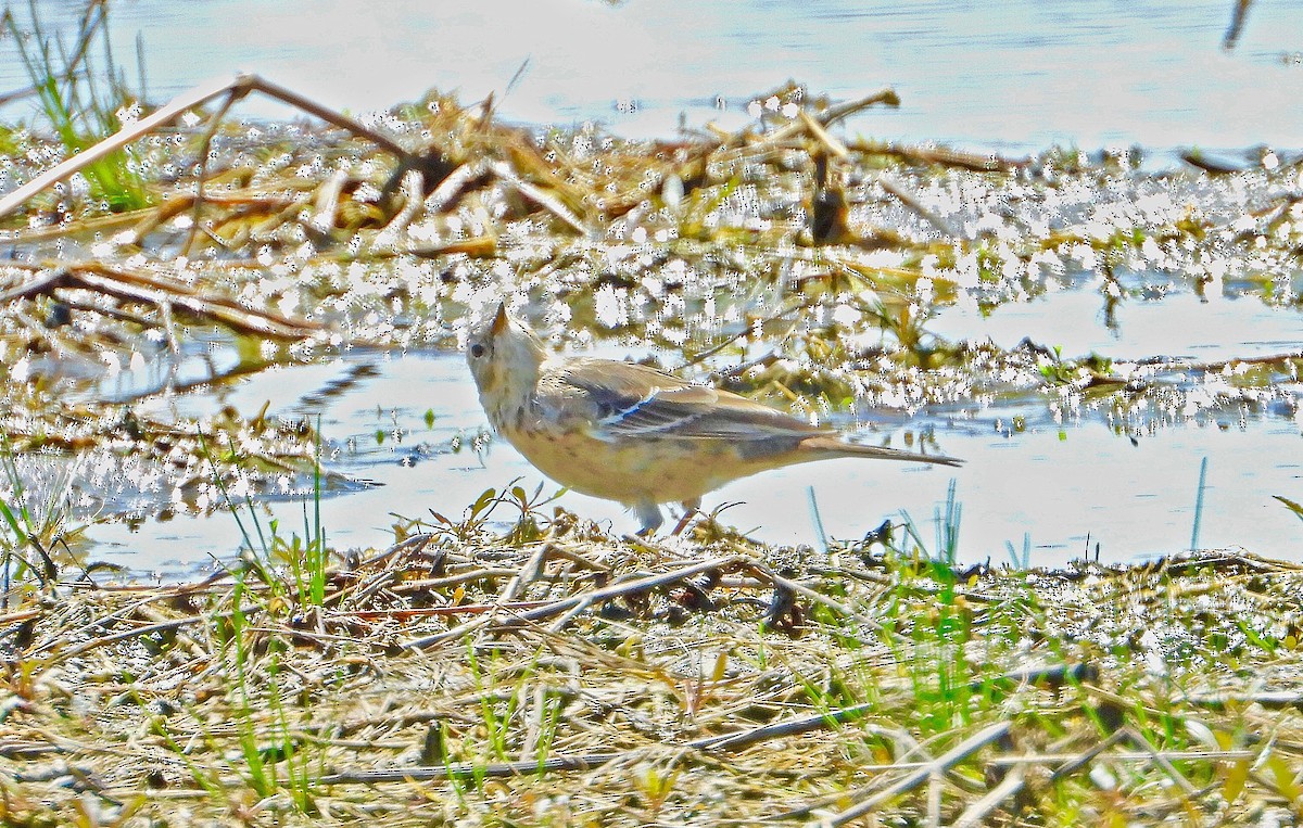 American Pipit - James R. Hill, III