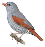 Red-billed Pytilia Illustration