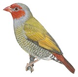 Orange-winged Pytilia Illustration