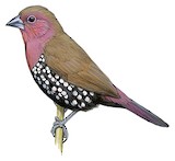 Pink-throated Twinspot Illustration