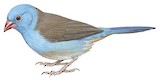 Blue-capped Cordon-bleu Illustration