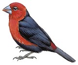 Red-headed Bluebill Illustration