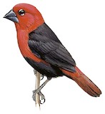 Black-bellied Seedcracker Illustration