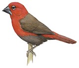 Crimson Seedcracker Illustration