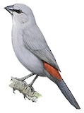 Grey Waxbill Illustration