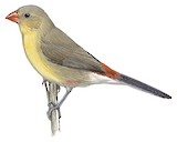 Fawn-breasted Waxbill Illustration