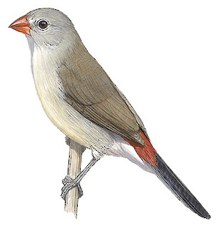 Estrilda paludicola paludicola