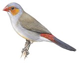 Orange-cheeked Waxbill Illustration