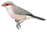 Black-rumped Waxbill Illustration