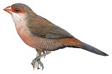 Common Waxbill Illustration