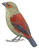 Red-faced Crimsonwing Illustration