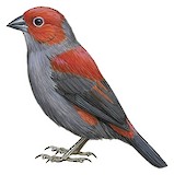 Dusky Crimsonwing Illustration