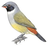 Angola Waxbill Illustration