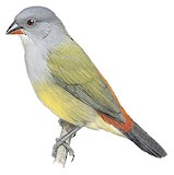 Yellow-bellied Waxbill Illustration