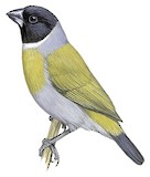 White-collared Oliveback Illustration